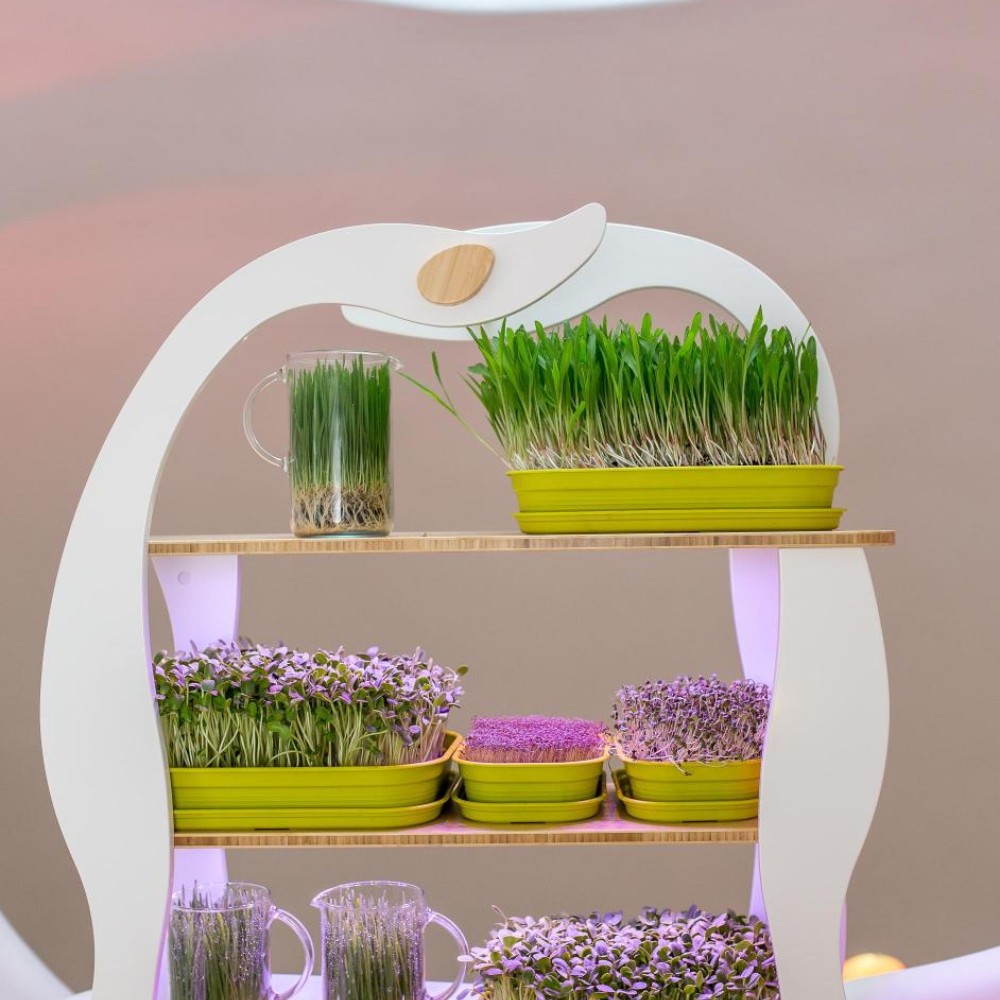 Wheatgrass