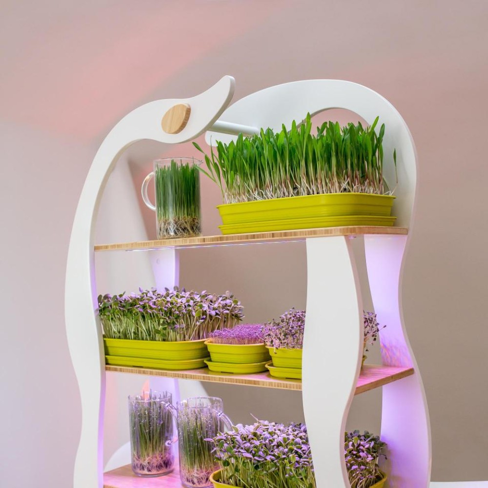 Wheatgrass